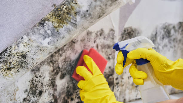 Trusted Loretto, PA Mold Remediation Experts